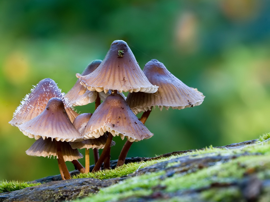 Mycena inclinata 2